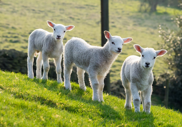 Spring lambs