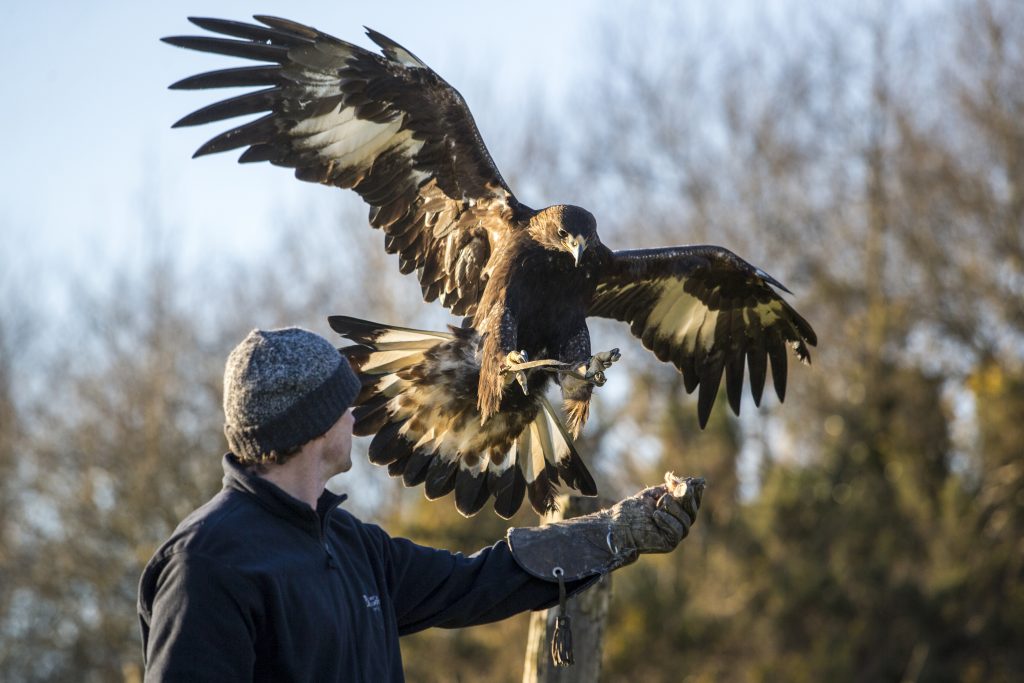 NBGW 2018 Birds of Prey 25