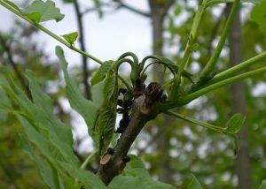 ash-dieback