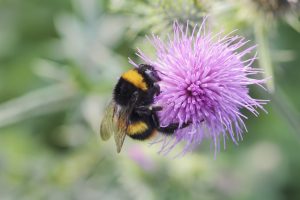 Bumble bee Bombus lucorum on pink thistle flower