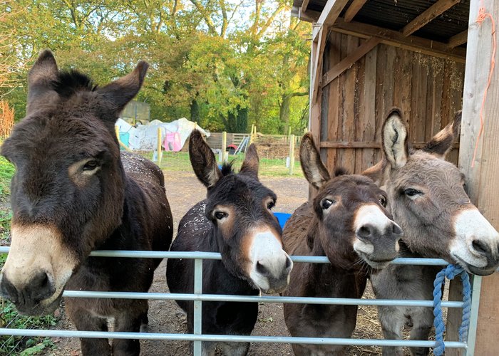 Snowdonia donkeys cared for by Llysfasi college students at charity farm