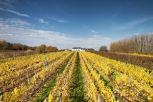 Llanerch Vineyard in Pontyclun