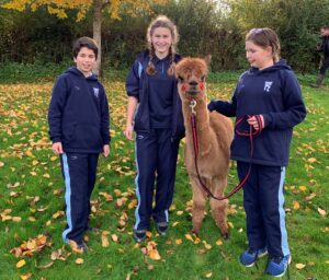 Christ-College-Brecon-pupils-enjoy-a-wellbeing-afternoon-with-alpacas-from-Alpaca-My-Boots-002-scaled