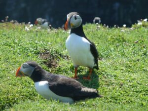 puffins