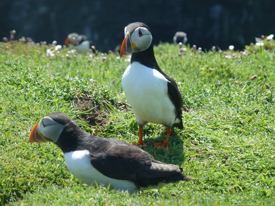 puffins