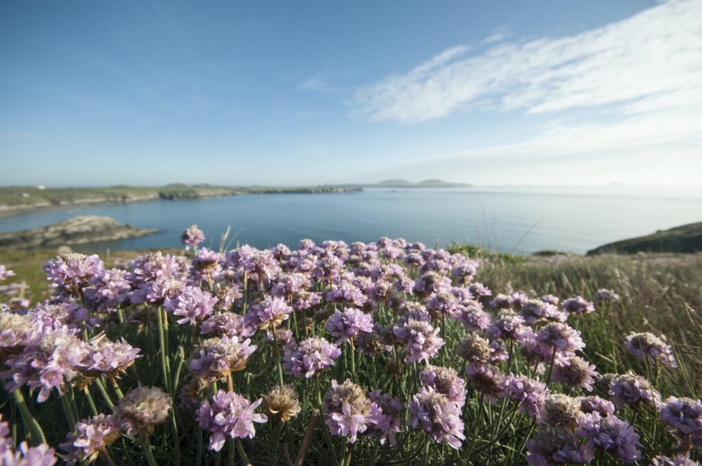 whitesands-bay