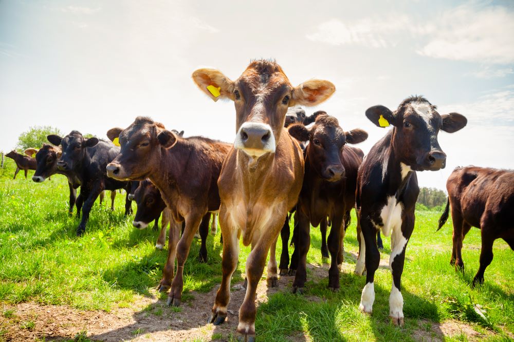 Farmers and walkers are being warned of livestock danger