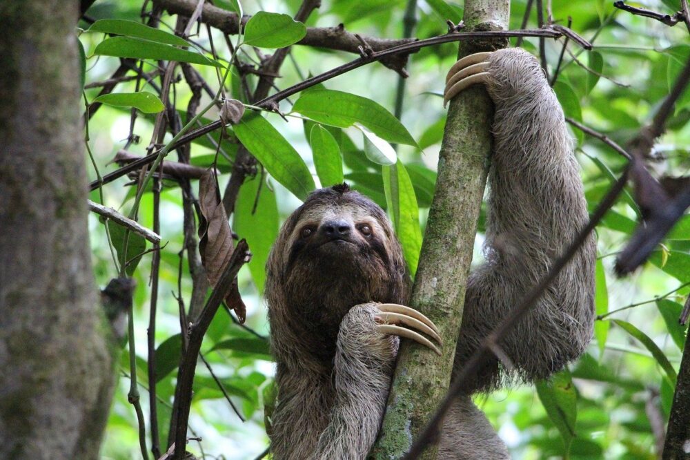 sloth-2759724_1280-scaled