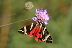 Jersey-Tiger_Luigi-Sebastian-Butterfly-Conservation