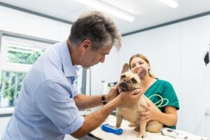 Cardiff Dogs Home partners with Rescue Hotel to create new, affordable vet practice