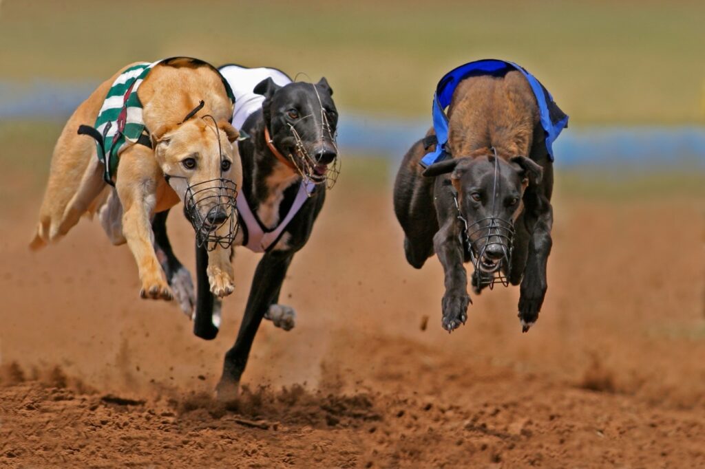 greyhounds