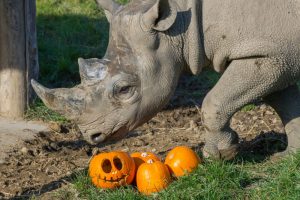 This-Eastern-black-rhino-at-Folly-Farm-zoo-can-be-seen-standing-guard-protecting-his-delicious-treats-scaled