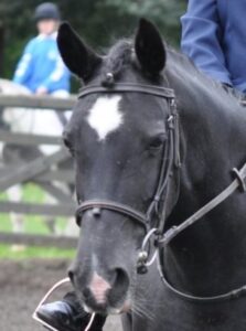 Cardiff Riding School gets funding boost thanks to Friends Group