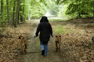 New rules launched to enforce responsible dog ownership