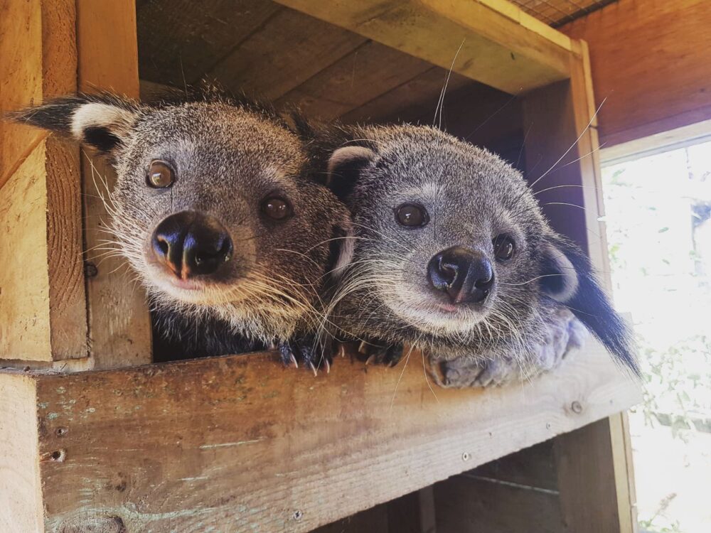 These binturong look like they can do no wrong!