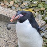 This macaroni penguin wants you to have a great day. So much so, it has its beak crossed for you