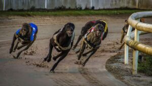 greyhound-racing-3964594_1920