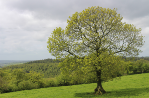 ash tree