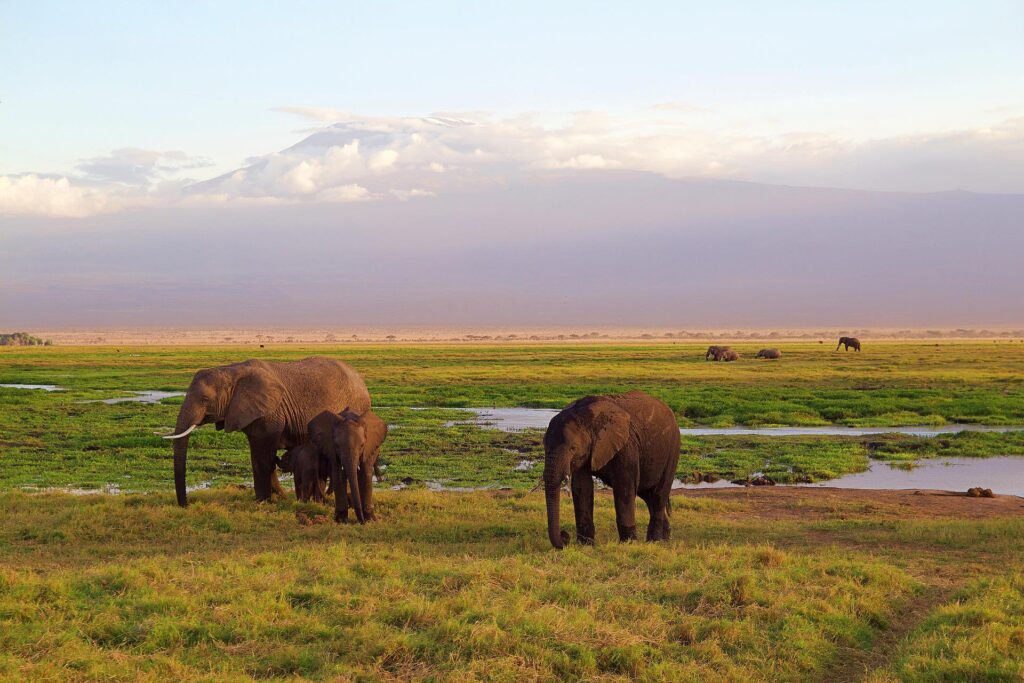 elephants-4275741_1920