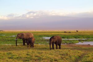 elephants-4275741_1920