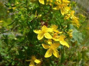 st-johns-wort-2466144_1920