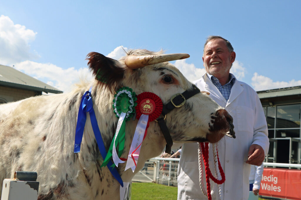 2024 Royal Welsh Spring Festival cattle