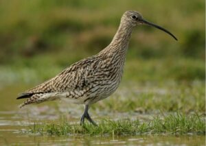 23.08.23_Project underway to protect curlew population_pic