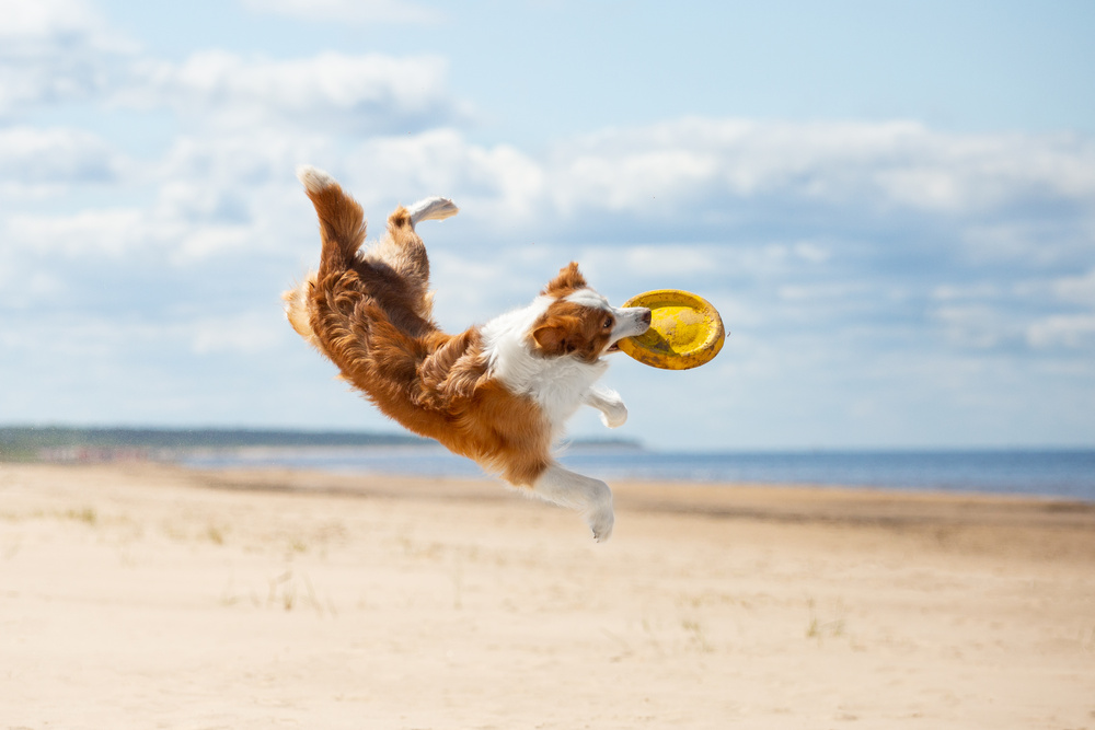 Border Collie plays in the beach