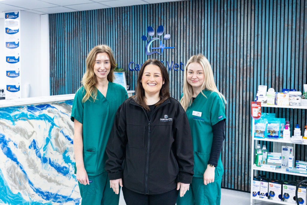 Three female veterinarians