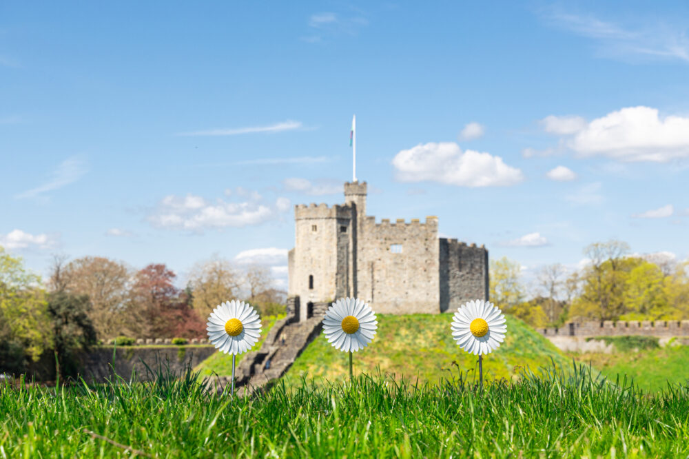 City Hospice invite people to Dedicate a Daisy in this year's Forever Flowers campaign