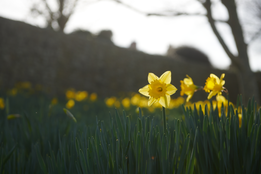 DAFFODIL