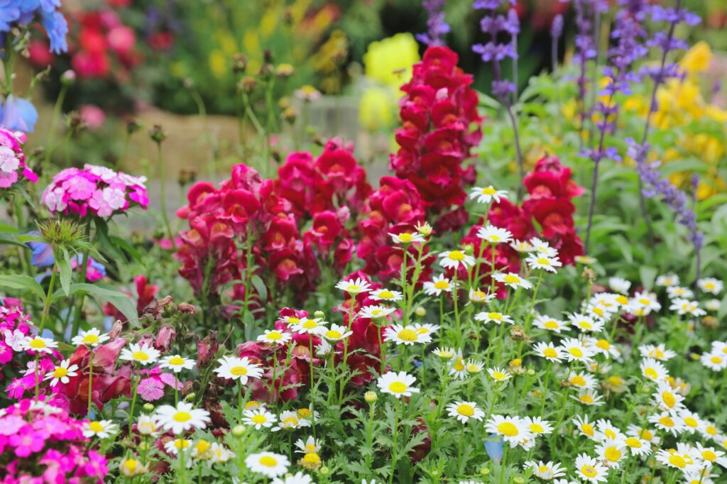 Garden-flowers