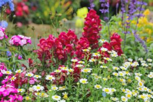 Garden-flowers