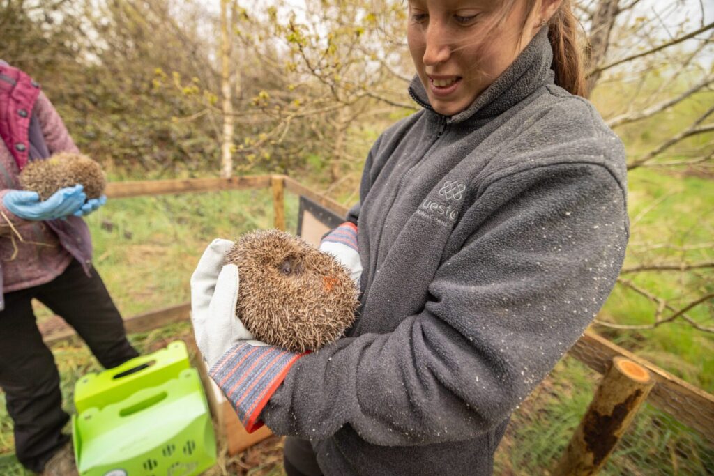 HedgehogRelease-2