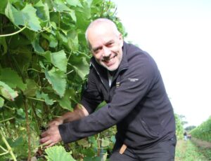 Kerry Vale Viineyard - Russell Cooke picking grapes (002)