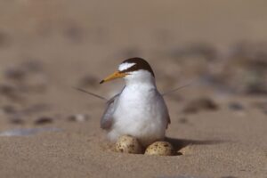 LITTLE TERN WITH EGGS