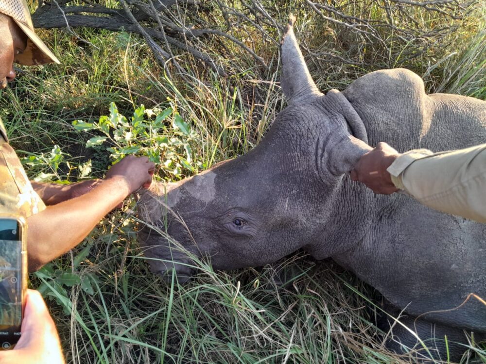 Rhino poaching2