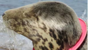 SEAL2-1920x1080
