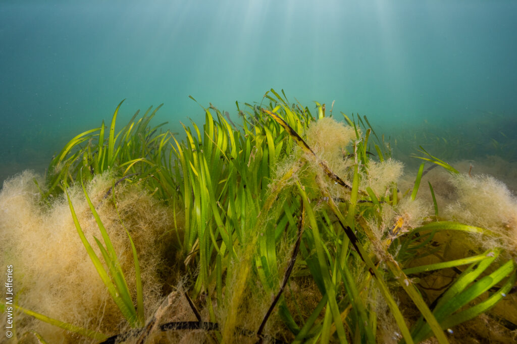 Seagrass IoW. Credit - Lewis Jefferies