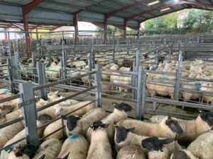 Sheep auction