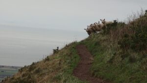 Sheep looking over hillside