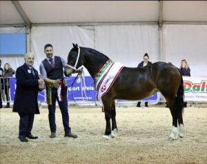 Supreme horse champion at winter fair