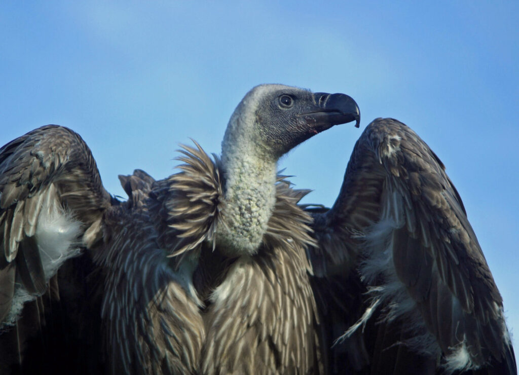 Vinnie African White Backed Vulture