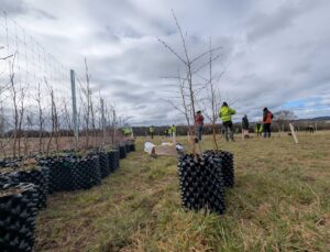 first trees