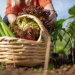Green shoots of success for Welsh producers in developing healthy school menus