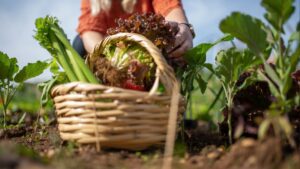 foodroadshow