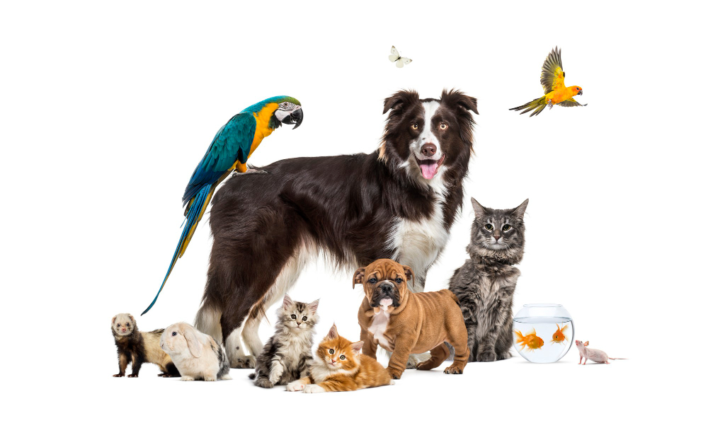 group-pets-posing-around-border-collie-dog-cat-ferret-rabbit-bird-fish-rodent