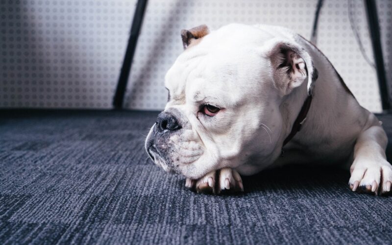 photo of adult white English bulldog lying on black area rug