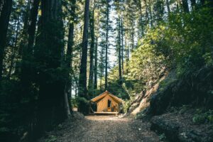 empty house in the middle of tall trees