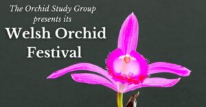 orchid festival